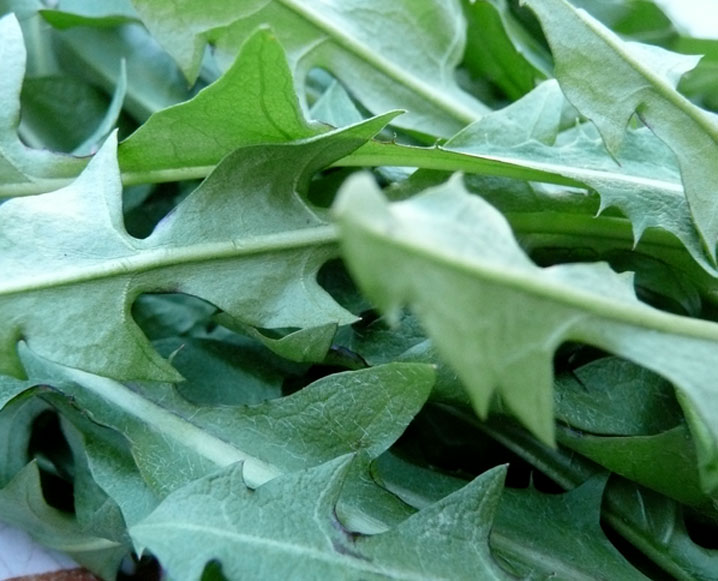 Superfood Spotlight: Dandelion Greens And Roots