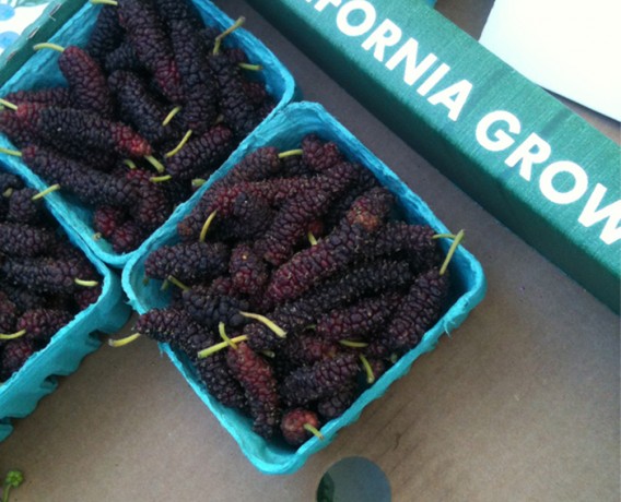 MULBERRY1