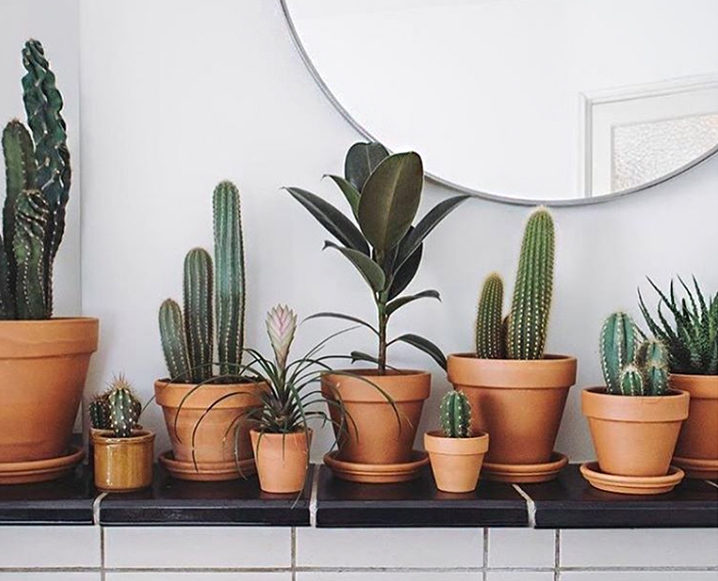 The 6 Best Plants To Keep In Your Bedroom For Better Sleep