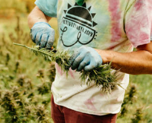Inside The Hemp Harvest On Small American Farms From Oregon To New York