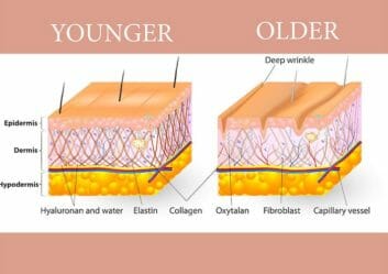 The Science on Collagen: Hollywood’s Obsession + Why Women's Skin Ages ...