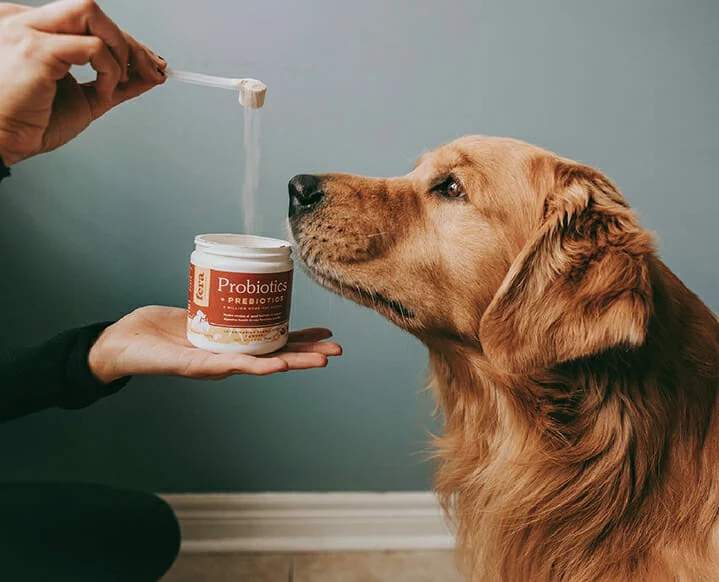 Holistic Health For Pets from a vet