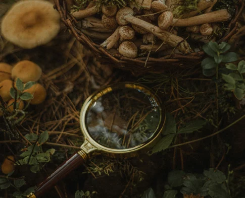 Why Not All Mushrooms Do the Same Thing And That Is the Point