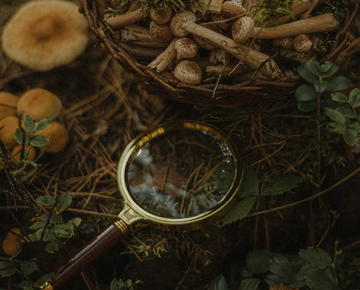 Why Not All Mushrooms Do the Same Thing And That Is the Point