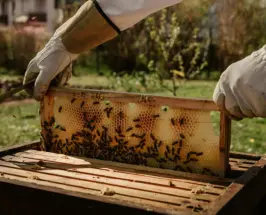 World Bee Day wellness brands