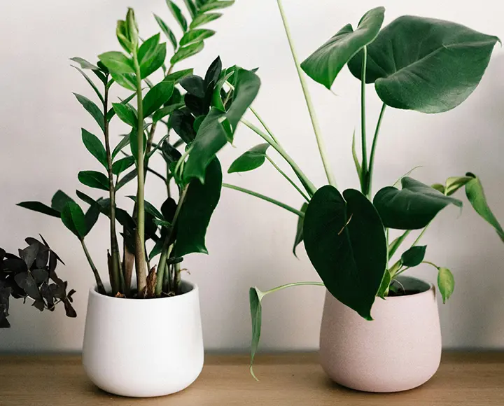 air purifying plants